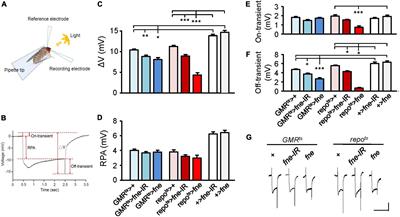 Alterations of RNA-binding protein found in neurons in Drosophila neurons and glia influence synaptic transmission and lifespan